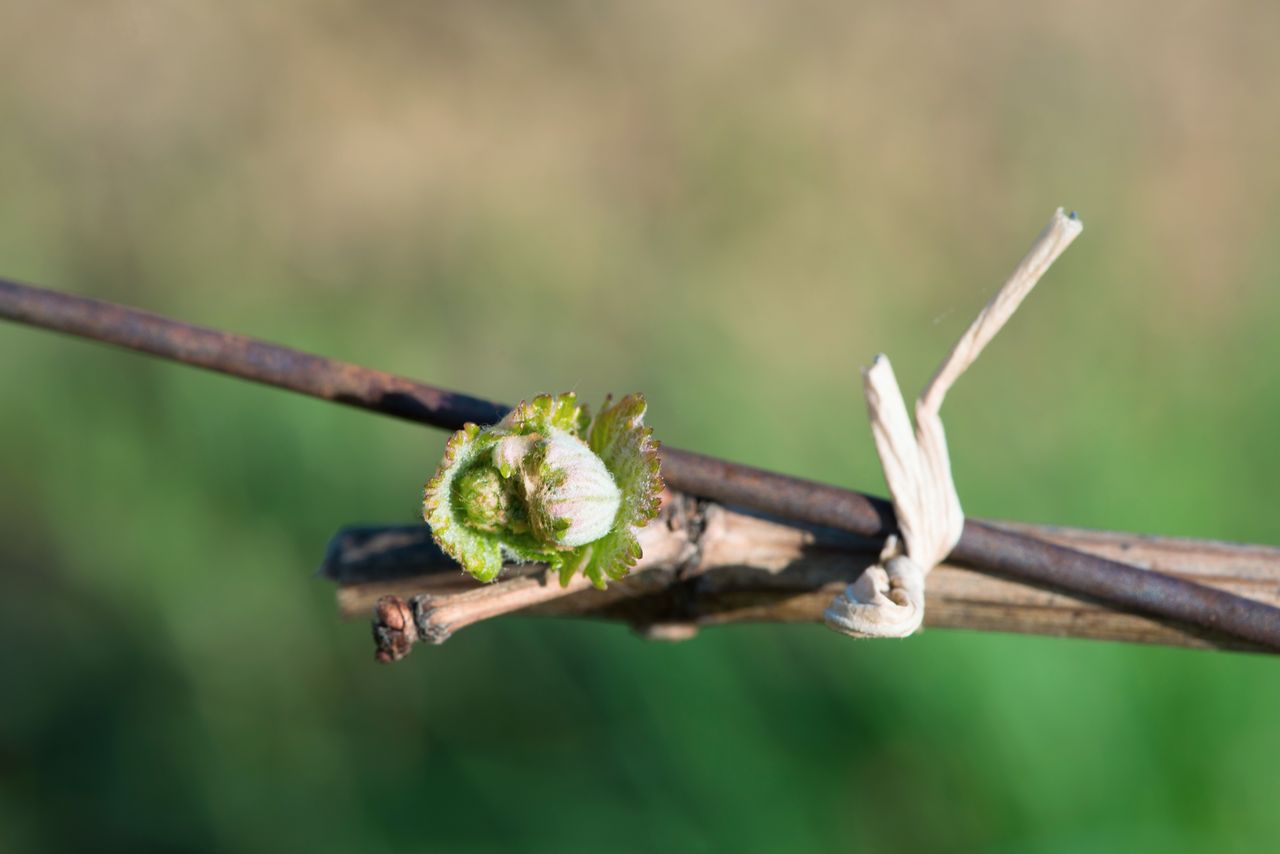 Vignoble Macro 4-Feuilles sorties 0604